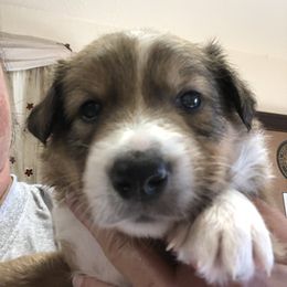 Border Collie Puppies from Burke BC’s