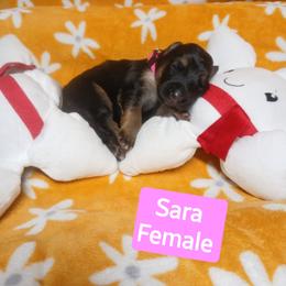Sarah Pink Collar - Black and red female German Shepherd puppy in Bedias, Texas from TiPi S Ranch's German Shepherds