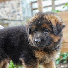 Gray Collar - Black and red male German Shepherd puppy in Howell, Michigan from Sheyenne’s Shepherds