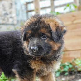 Gray Collar - Black and red male German Shepherd puppy in Howell, Michigan from Sheyenne’s Shepherds