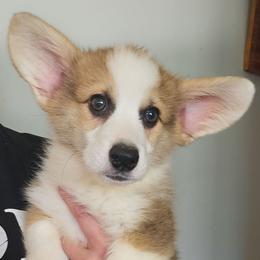Comet - Sable male Pembroke Welsh Corgi puppy in New Hampshire from Muddy Paws Corgis