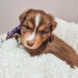 Australian Shepherd Puppies from Lake Daze