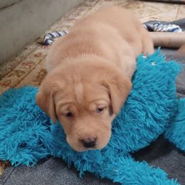 Labrador Retriever Puppies from Rocky Point Labradors