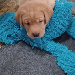 Labrador Retriever Puppies from Rocky Point Labradors