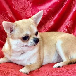Margarita - Fawn female Chihuahua puppy in Allentown, Pennsylvania from Tsunami Cockers & Chihuahuas