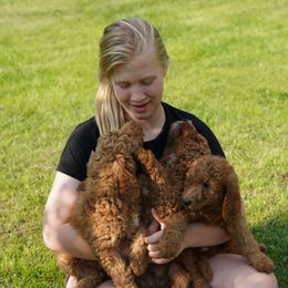 Aussiedoodle Puppies from Vesbach Doodle Valley Farm