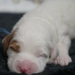 Snow - Chalk female Australian Labradoodle puppy in Fontana, California from Glory Labradoodle’s