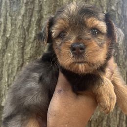 Lucy - Merle female Yorkipoo puppy in Shelby, North Carolina from Precious pups dynasty kennel