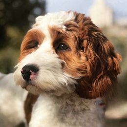 Myrtle - Cavapoo