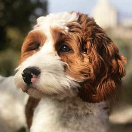 Myrtle - Cavapoo