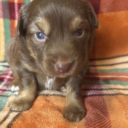 Yellow - Red tri female Miniature Australian Shepherd puppy in Artesia, New Mexico from Rocking Aussies