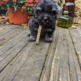 Havanese Puppies from Charlotte Landry