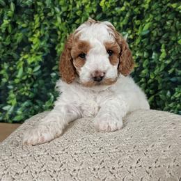 Yellow Collar Boy - White male Cavapoo puppy in Almira, Washington from Cavapoo Cuddles