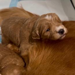 Sophia - Red  female Goldendoodle puppy in Portland, Oregon from Sandy Creek Bernedoodles
