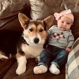 Bea - Pembroke Welsh Corgi