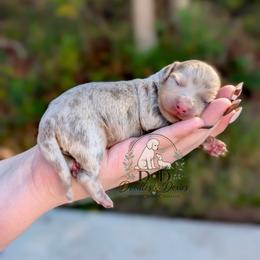 Twinkle - Dapple male Dachshund puppy in Bremen, Georgia from Doodles & Doxies