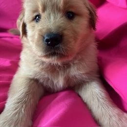 Golden Retriever Puppies from Chevaline Goldens