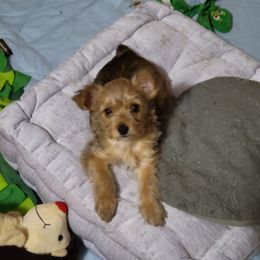Yorkshire Terrier Puppies from Ronda's Yorkshire Terriers