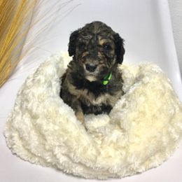 Bernedoodle Puppies from Cry Woof LLC