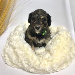 Bernedoodle Puppies from Cry Woof LLC
