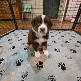 Rorik - Red tri-color male Australian Shepherd puppy in Oak Ridge, Missouri from Myers Farm Aussies