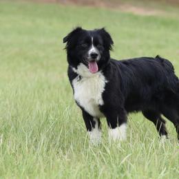 Rocket - Miniature Australian Shepherd