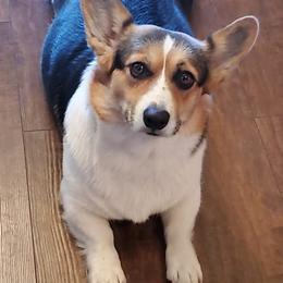 Pembroke Welsh Corgis from M&H Corgi Valley