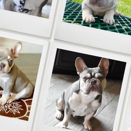 French Bulldogs from Dejavu Frenchies