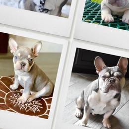 French Bulldogs from Dejavu Frenchies
