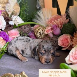 Sliver dapple WIRE HAIR - Dapple male Dachshund puppy in Wills Point, Texas from East Mini Dachshunds Texas