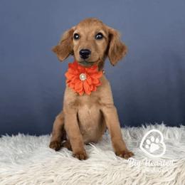 Gloria - Red female Companion Cross puppy in Utah County, Utah from Big Hearted Breeders