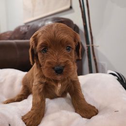 Copper - Red female Cavapoo puppy in Atmore, Alabama from Gulf Coast Puppies