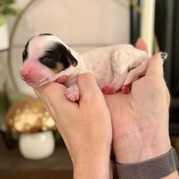Aquamarine- mint collar - Tri-color male Bernedoodle puppy in Salt Lake County, Utah from Coco Avenue Pups
