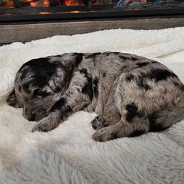 Boy 6 - Merle male Goldendoodle puppy in Meridian, Idaho from Lucy's Golden Doodles