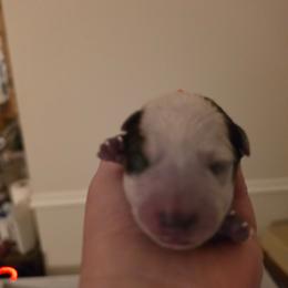 Orange Collar - Red speckled female Australian Cattle Dog puppy in Riverton, Utah from Rundown Ranch Cattle Dogs