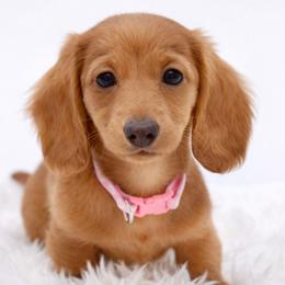 Anna- AKC import lines - Red female Dachshund puppy in Coweta, Oklahoma from Sunnyside Dachshunds