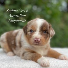 Girl 2 - Red merle female Australian Shepherd puppy in Mount Sterling, Kentucky from Saddle Creek Australian Shepherds