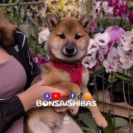 Girl 1 - female Shiba Inu puppy in Minnesota from BonsaiShibas