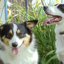 Pembroke Welsh Corgis from Sherry's Corgis
