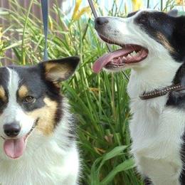 Pembroke Welsh Corgis from Sherry's Corgis