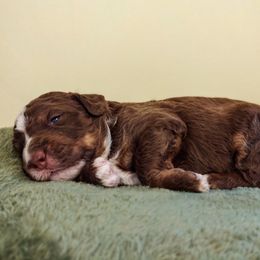 Bernedoodle and Bernese Mountain Dog Puppies from KEE Bernedoodles