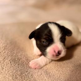 Boy 3 - White black and tan male Papillon puppy in Stamford, Connecticut from Anton's Papillons