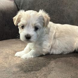 Tyler - Fawn sable male Havanese puppy in Double Oak, Texas from Have A Havanese Puppy