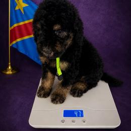 DR Congo - Phantom male Goldendoodle puppy in Houston, Texas from Were The Mack'Doodles