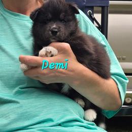 Demi - Agouti and white female Siberian Husky puppy in Meridian, Mississippi from JJ's Huskies