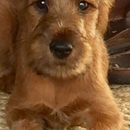 Irish Terrier Puppies from Thornton's Terriers