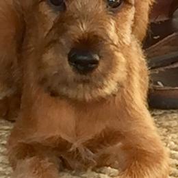 Irish Terrier Puppies from Thornton's Terriers