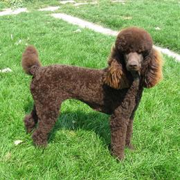 Winnie - Poodle