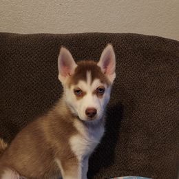 Siberian Husky Puppies from Tranton Kennels