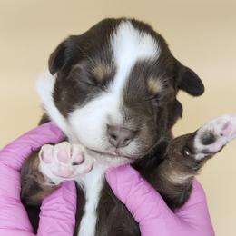 Remi3Girl2- RTF,Long,AKC,OFA,Genetics - Red tri-color female Australian Shepherd puppy in South Hill, Virginia from Silverside Aussies LLC